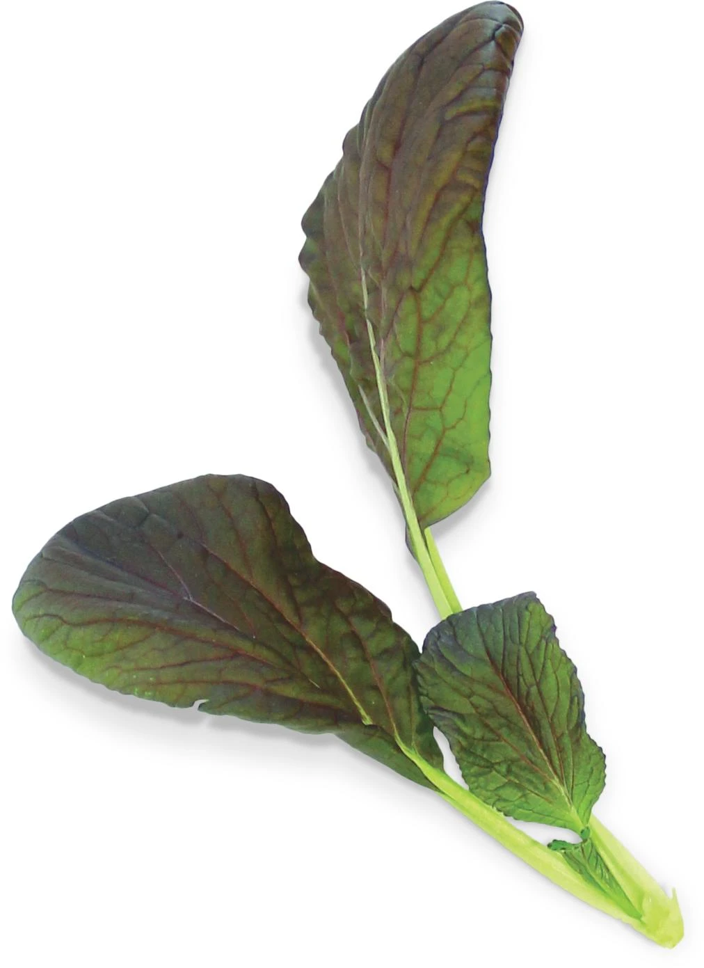 Pok Choy Red (Brassica Rapa Var. Chinensis)
