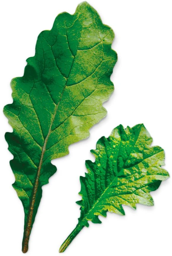Leaf Radish (Raphanus Sativus)