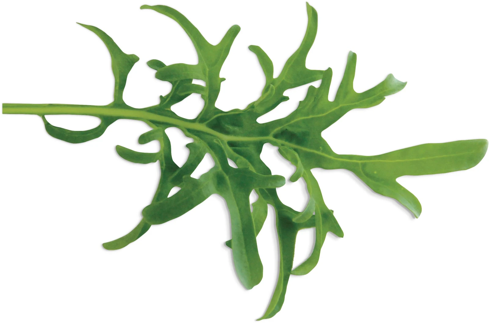 Kale Lacy (Brassica Oleracea)