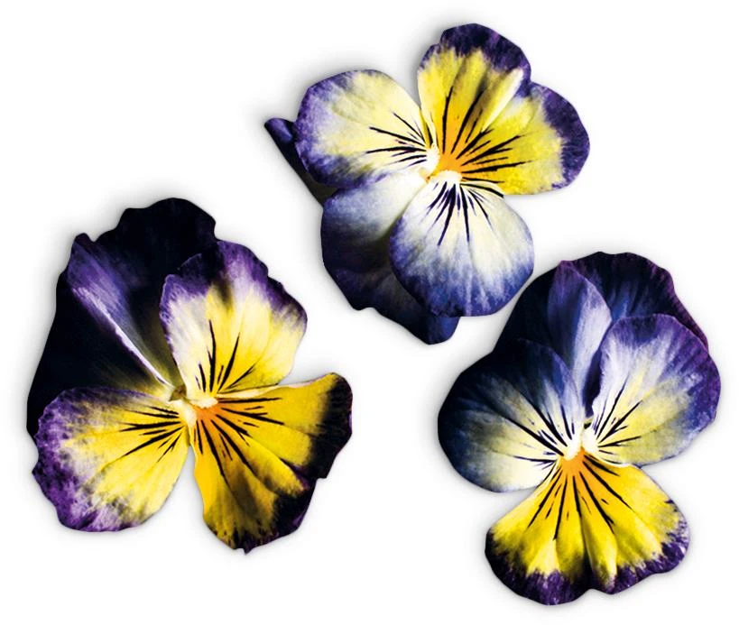 Viola Lemon Blue (Viola Cornuta Hybr.)