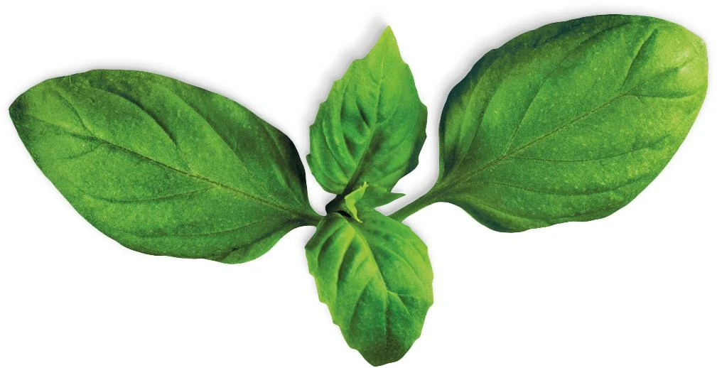 Basil (Ocimum Basilicum)
