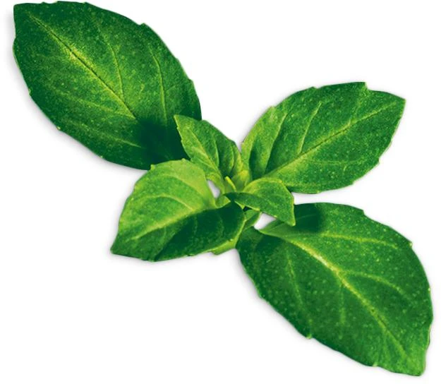 Basil Minette (Ocimum Basilicum - 'Minette')