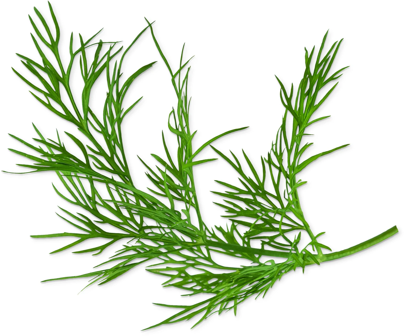 Dill (Anethum Graveolens)