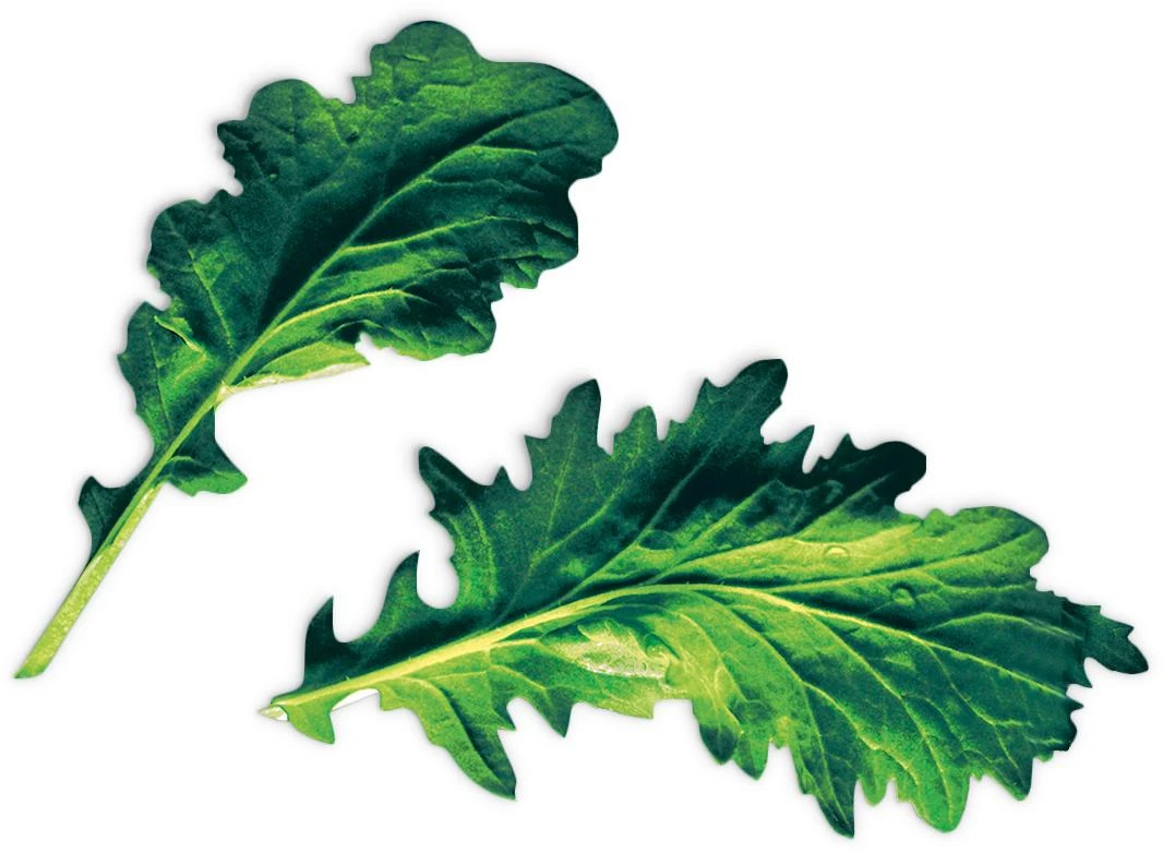 Komatsuna (Brassica Rapa Var. Perviridis)
