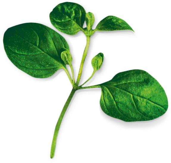 Oregano (Origanum Vulgare)
