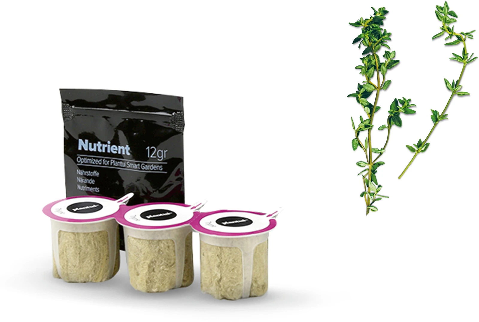 Thyme (Thymus Vulgaris)