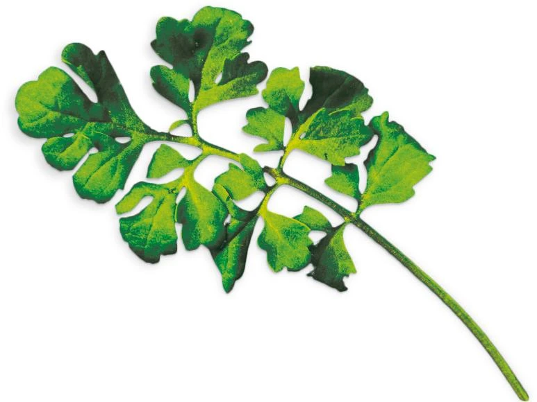 Garden Cress (Lepidium Sativum)