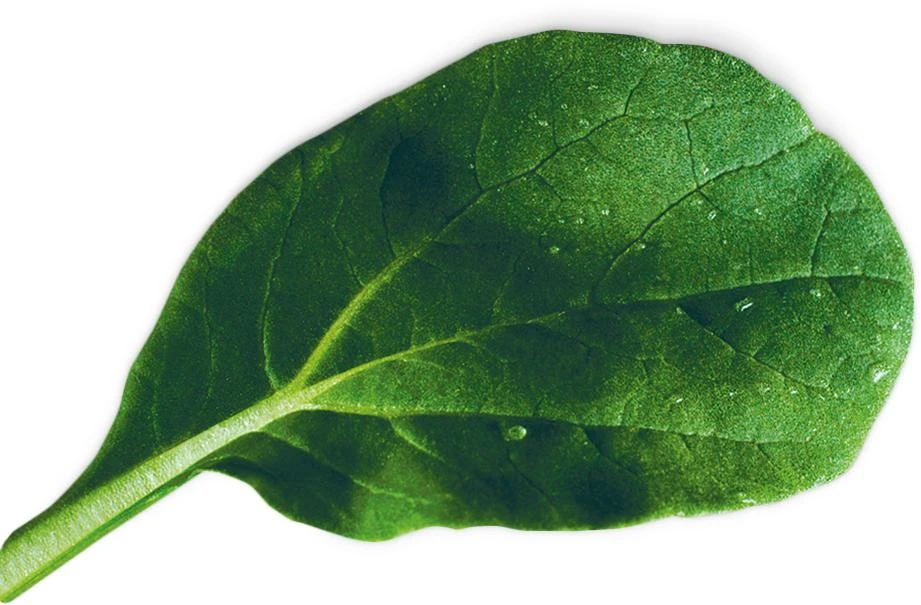 Tatsoi (Brassica Rapa Var. Rosularis)
