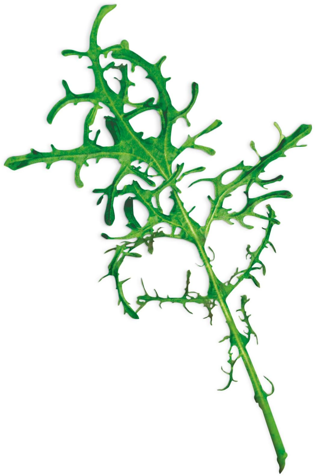 Mustard Fringed Red (Brassica Juncea)