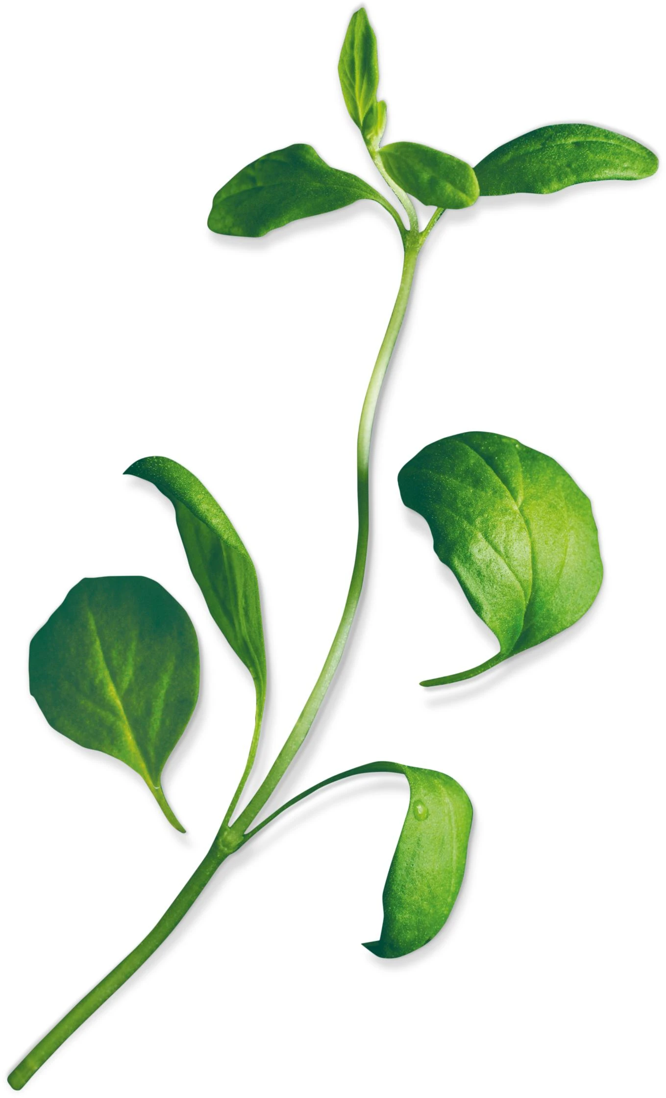 Marjoram (Origanum Majorana)
