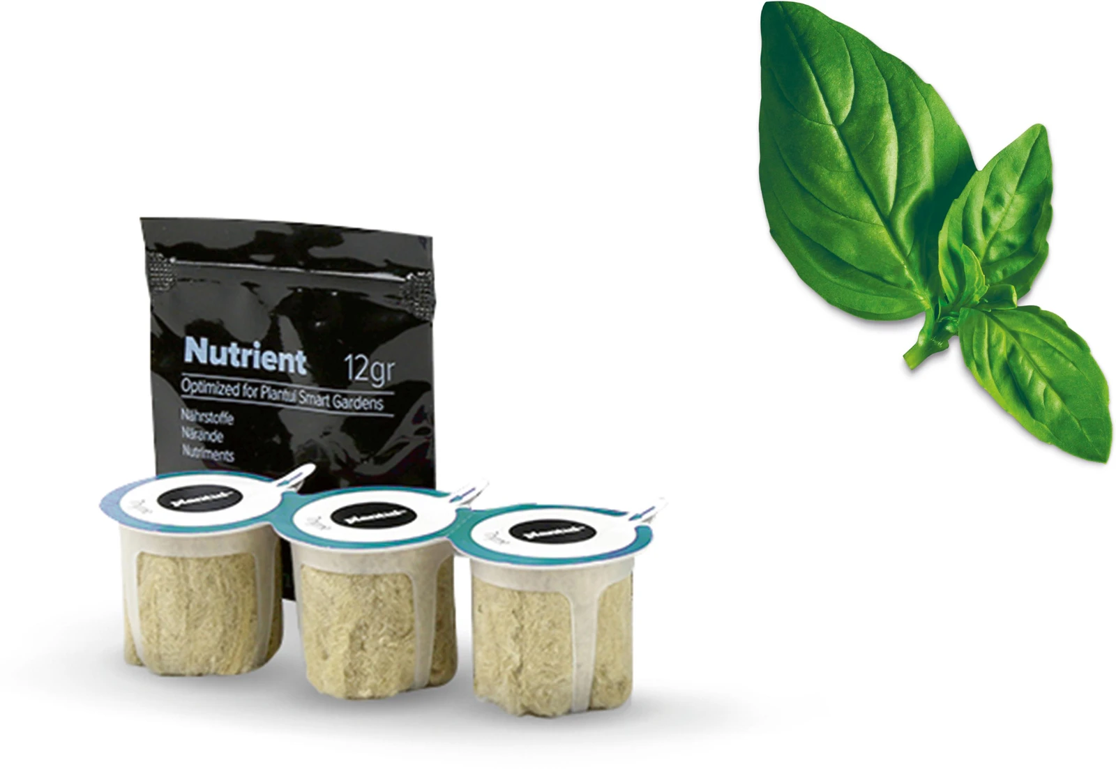 Basil Lemon (Ocimum Basilicum - Lemon)