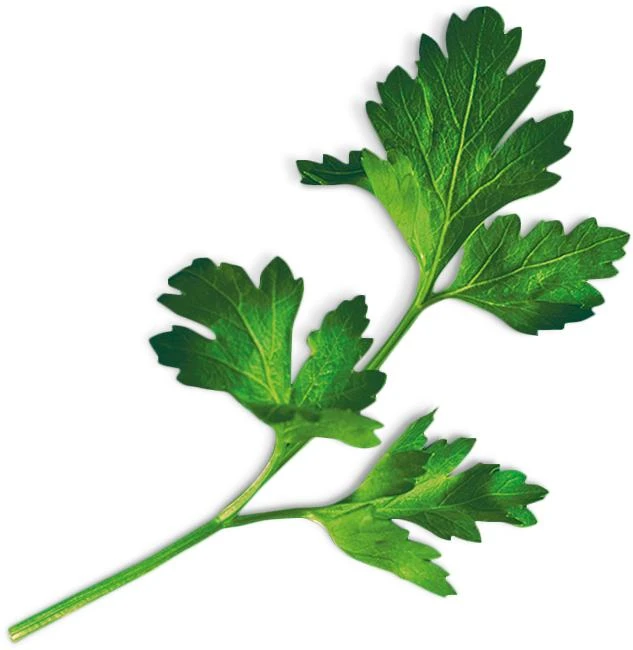 Flatleaf Parsley (Petroselinum Crispum Var. Neapolitanum)
