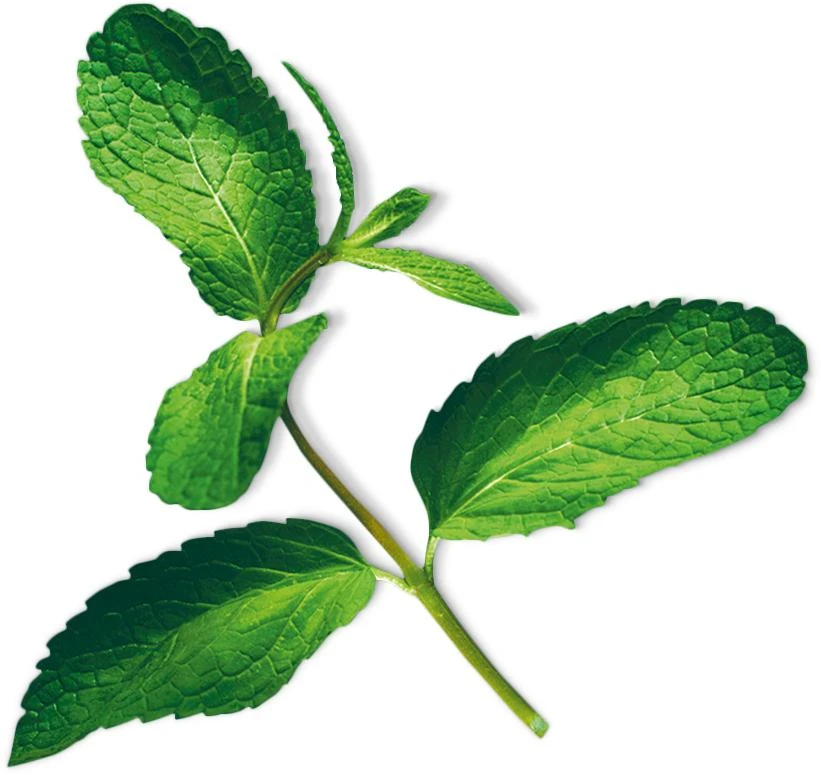 Mint (Mentha Ssp)