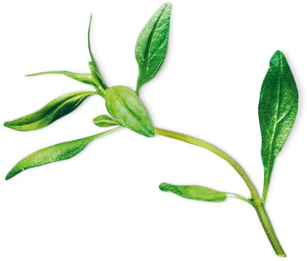 Summer Savory (Satureja Hortensis)