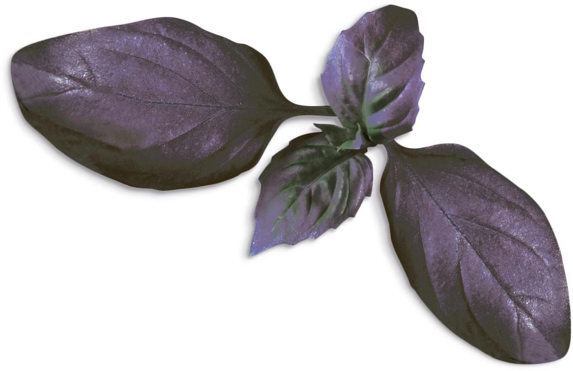 Basil Dark (Ocimum Basilicum‘Dark Opal’)