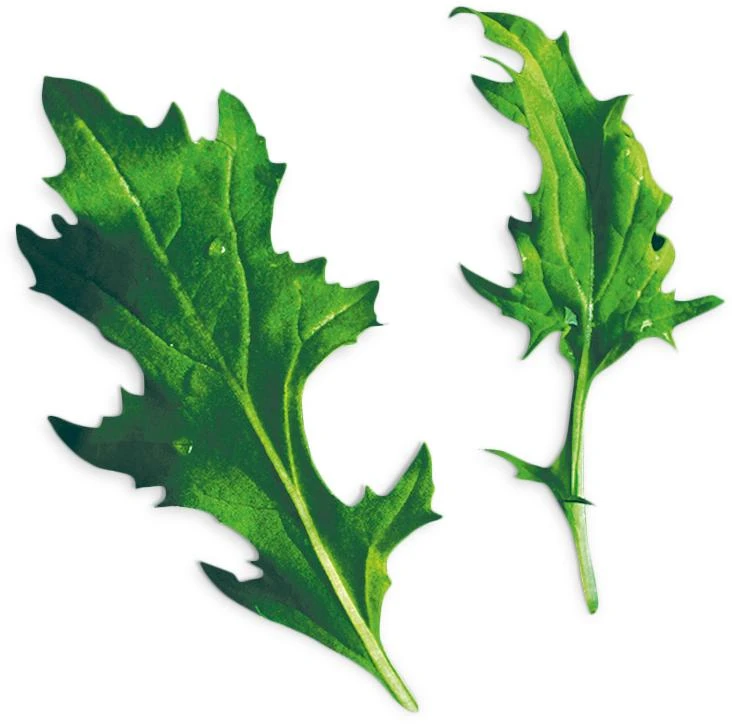 Mizuna (Brassica Rapa Var. Japonica)