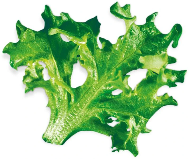 Sweet Blond (Lactuca Sativa)