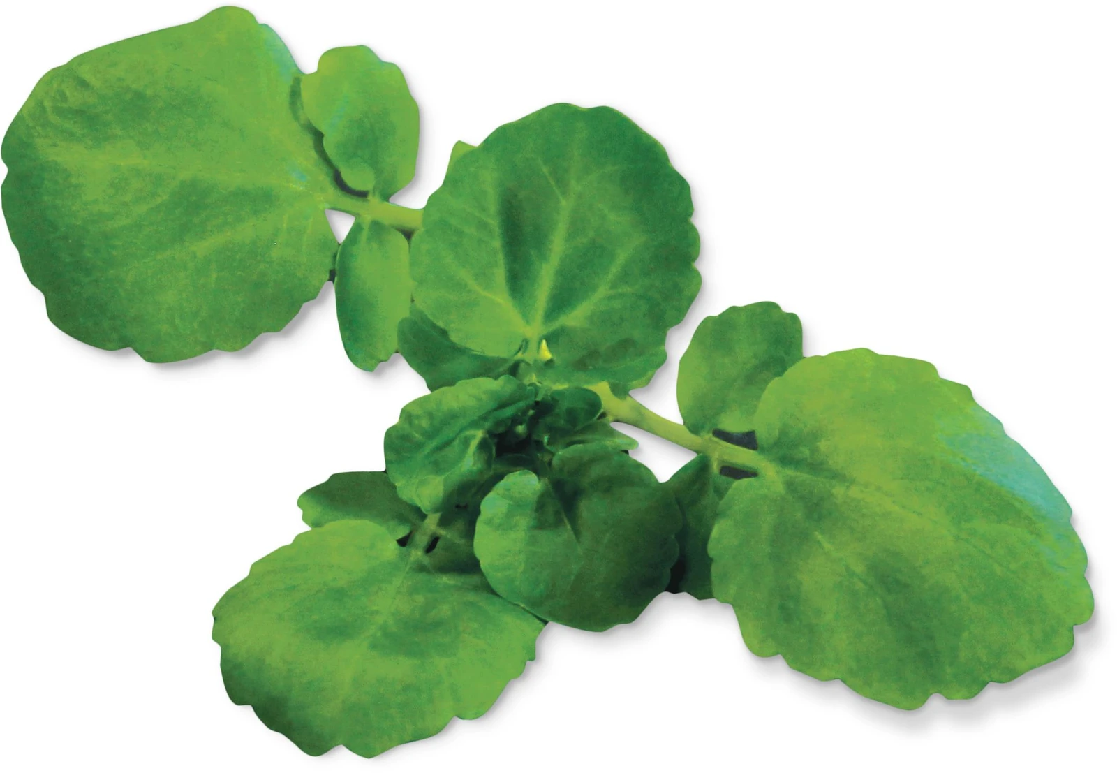 Watercress (Sasturtium Officinale)