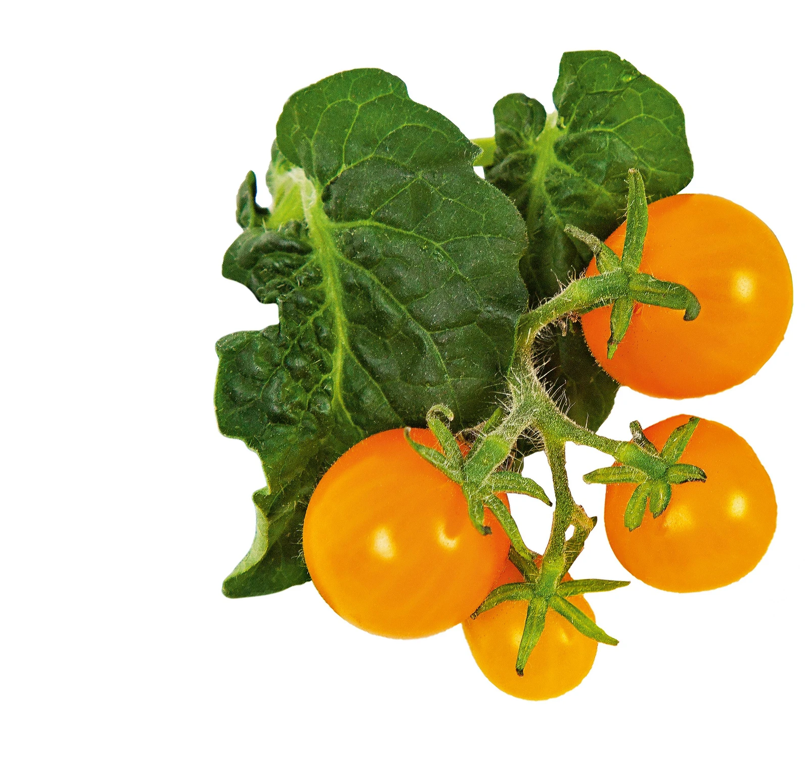 Seed Capsule Cherry Tomato "Venus"