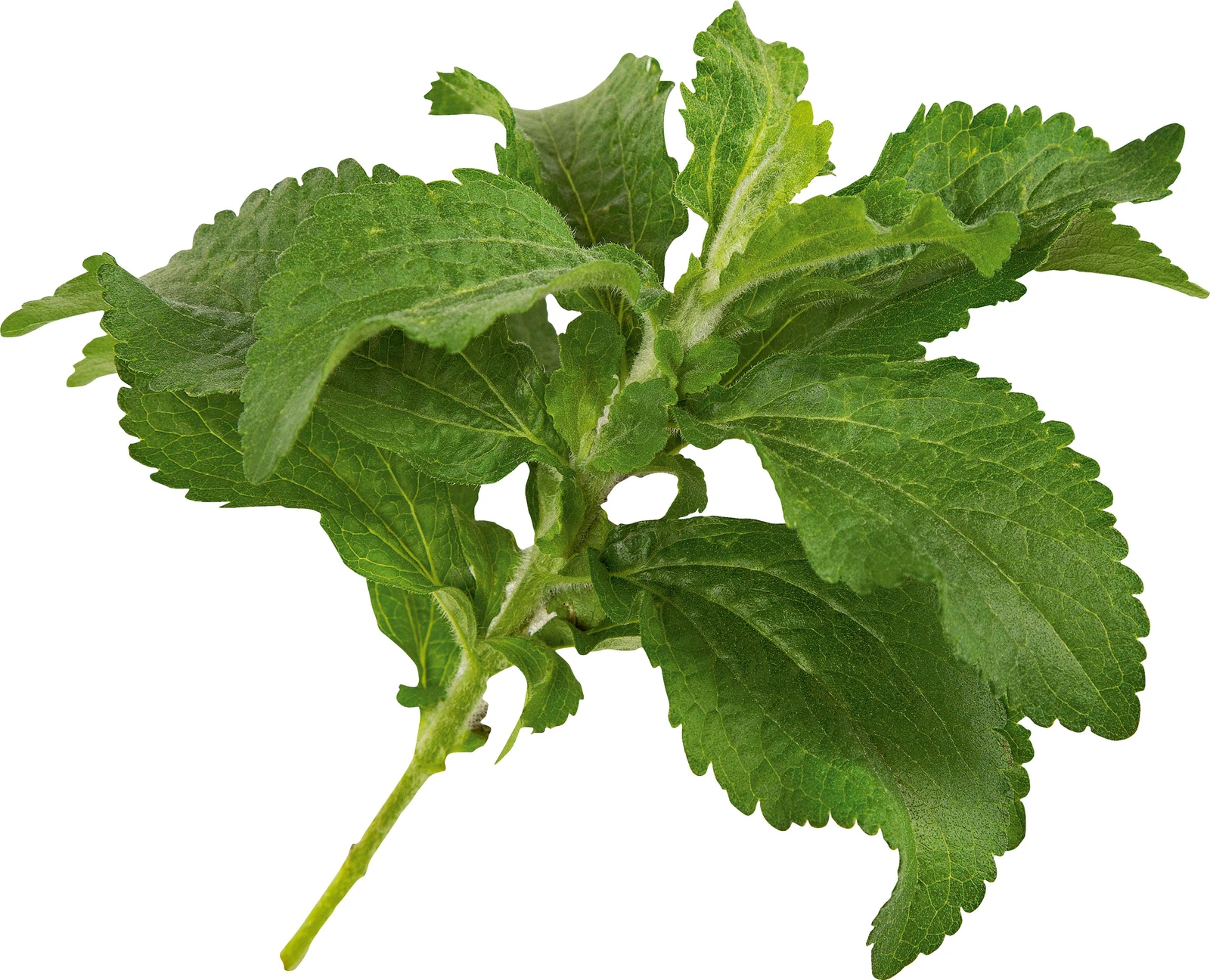 Seed Capsule Stevia