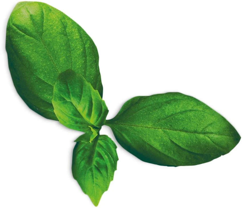 Basil Spicy (Ocimum Basilicum Spicy)